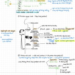 B8_Chuyển hoá acid amin