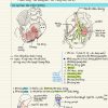 GP_Thần kinh chi dưới