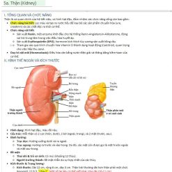[GP] Giải phẫu hệ tiết niệu
